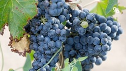 Эксперт: Ставропольский край должен масштабировать индустрию виноделия